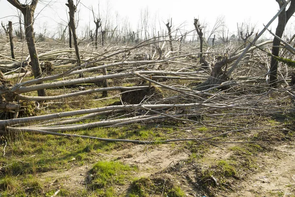 Devastação Árvores Altas Sequência Turbilhão Toscana Itália — Fotografia de Stock