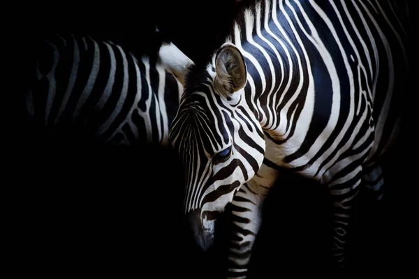 Close Shot Van Zebra Bij Wild Nature — Stockfoto