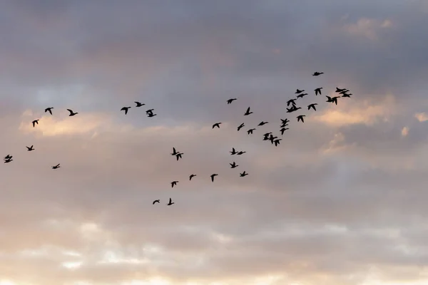 Nombreux Oiseaux Volent Dans Ciel Série Nature — Photo