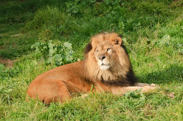 Löwen Ruhen Sich Nach Mahlzeit Aus — Stockfoto