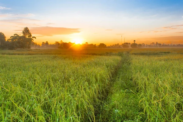 Rijstveld Van Boer Zon Ochtend Tijd Thailand — Stockfoto