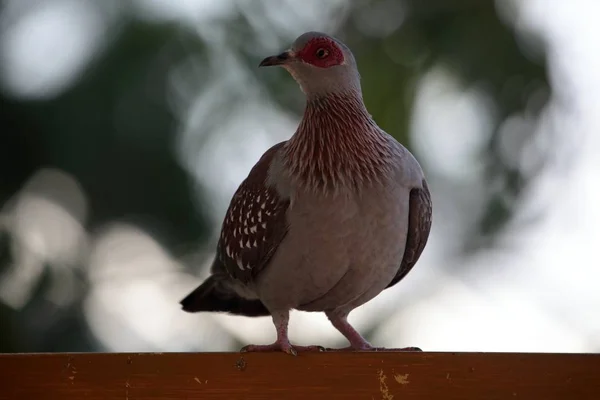 Pombo Manchado Columba Guinea Etiópia — Fotografia de Stock