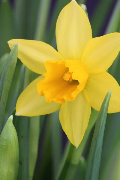 Tete Tete Daffodil — Fotografia de Stock