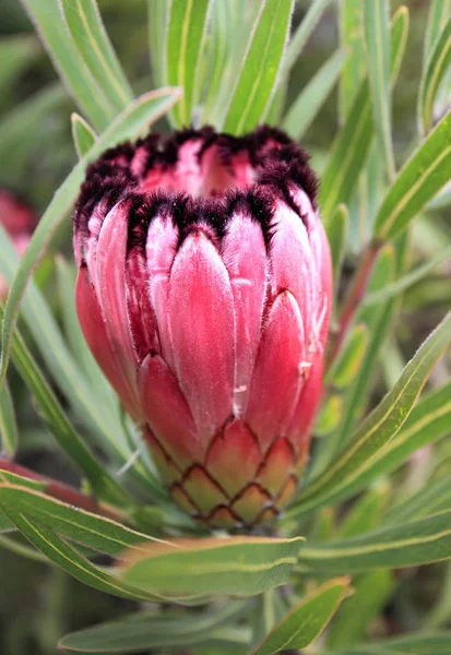 Protea Burchelli Вид Сбоку Фокусом Внешние Передние Скобки Красновато Розовый — стоковое фото