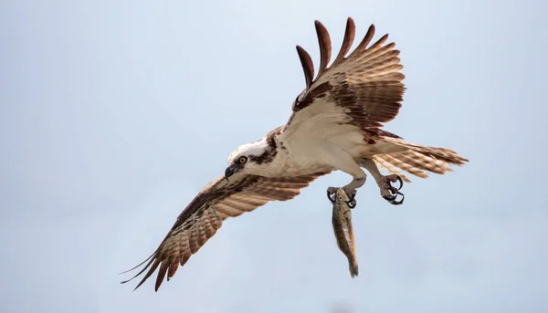 Osprey Ragadozó Madár Pandion Haliaetus Kék Égen Hallal Kagyló Repül — Stock Fotó