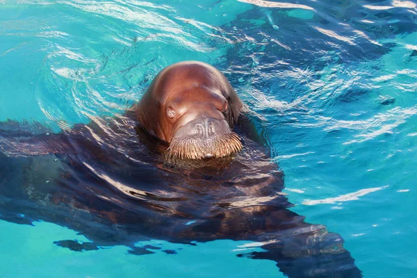 Walrus Aquatisch Dier Helder Blauw Water — Stockfoto