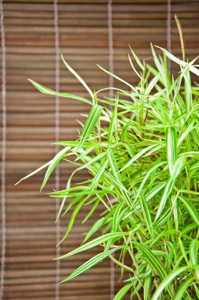 Bambusa Arundinacea Willd Bamboe Achtergrond — Stockfoto