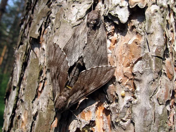 Two Hidden Butterflies Background Tree — Stock Photo, Image