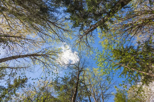 Mirando Hacia Cielo Azul Bosque Través Los Árboles Concepto Ecológico — Foto de Stock