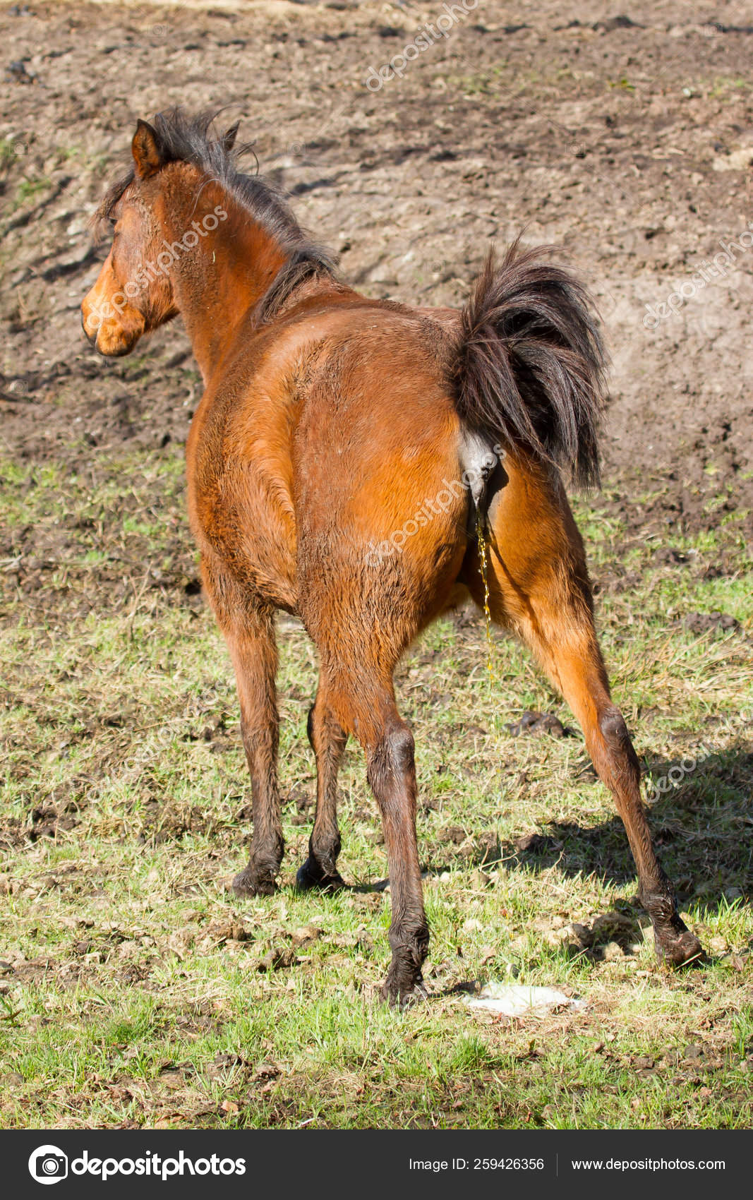 Horse Peeing Field Stock Photo by ©YAYImages 259426356
