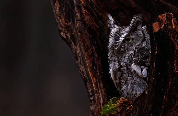 Close Eastern Screech Owl Megascops Asio Sitting Stump — Stock Photo, Image