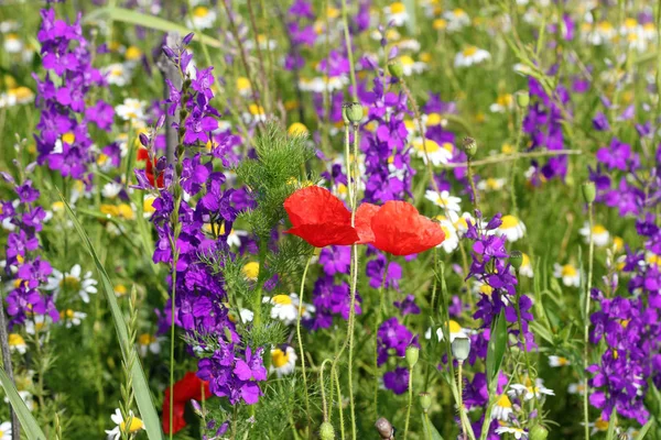 Printemps Coloré Fleurs Sauvages — Photo