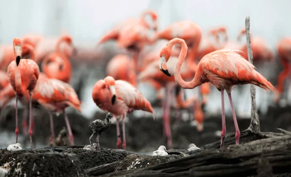 Colonia Gran Flamenco Sobre Los Nidos Río Máximo Camagüey Cuba — Foto de Stock