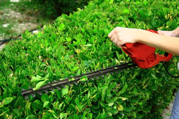 Arbusto Poda Trabajador Jardín Con Herramienta Poda Eléctrica —  Fotos de Stock