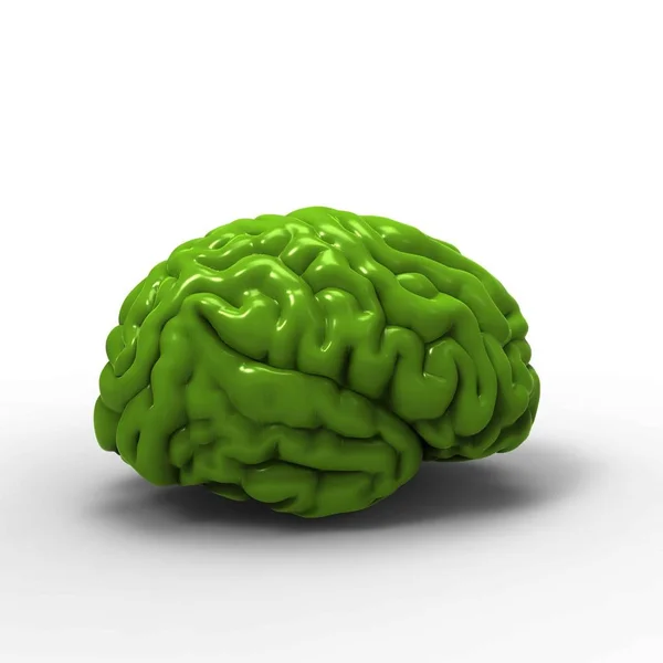 Μοντέλο Του Ανθρώπινου Εγκεφάλου Απομονωμένη — Φωτογραφία Αρχείου