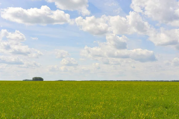 Grönt Fält Bakgrund Blå Himmel — Stockfoto