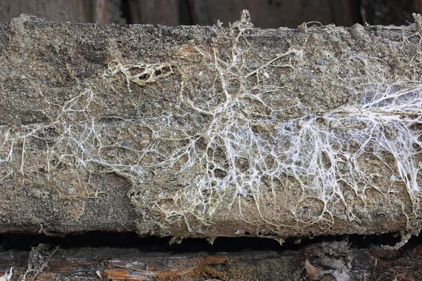金银花菌丝体和文孢菌对木束的侵袭 — 图库照片