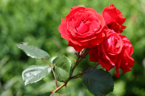 Красную Розу Закроют Деревенском Саду — стоковое фото
