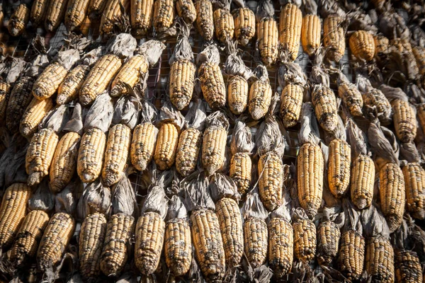 Close Dry Corn Outdoor Shot Agriculture Background — Stock Photo, Image