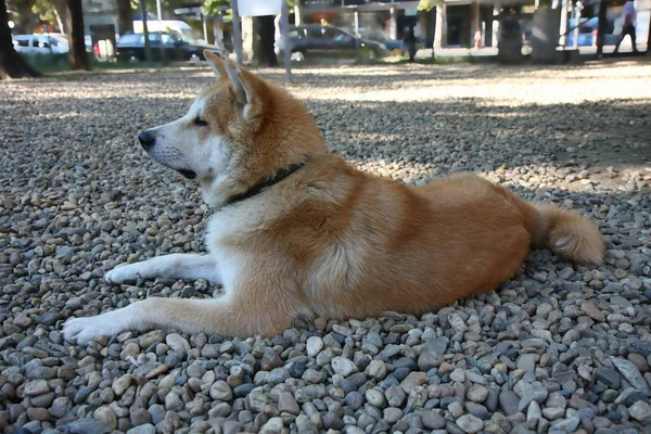 Młody Akita Inu Pozowanie Pies Park — Zdjęcie stockowe