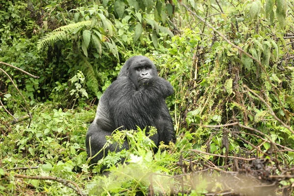 Villi Gorilla Eläin Ruanda Afrikka Trooppinen Metsä — kuvapankkivalokuva