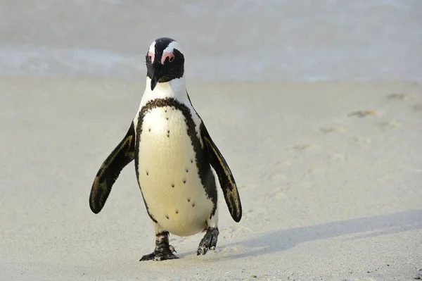 Pinguim Africano Ambulante Spheniscus Demersus Com Pegada Areia Colônia Pedregulhos — Fotografia de Stock