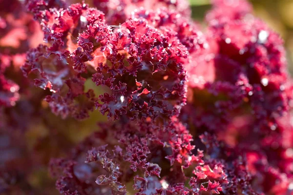 Red Salad Carved Leaves Macro — Stock Photo, Image