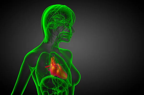 Медична Ілюстрація Людського Серця Вид Збоку — стокове фото