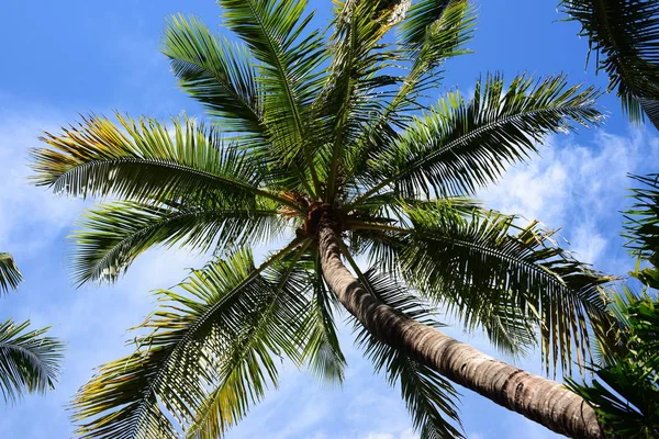 Kokosová Palma Modrou Oblohou — Stock fotografie