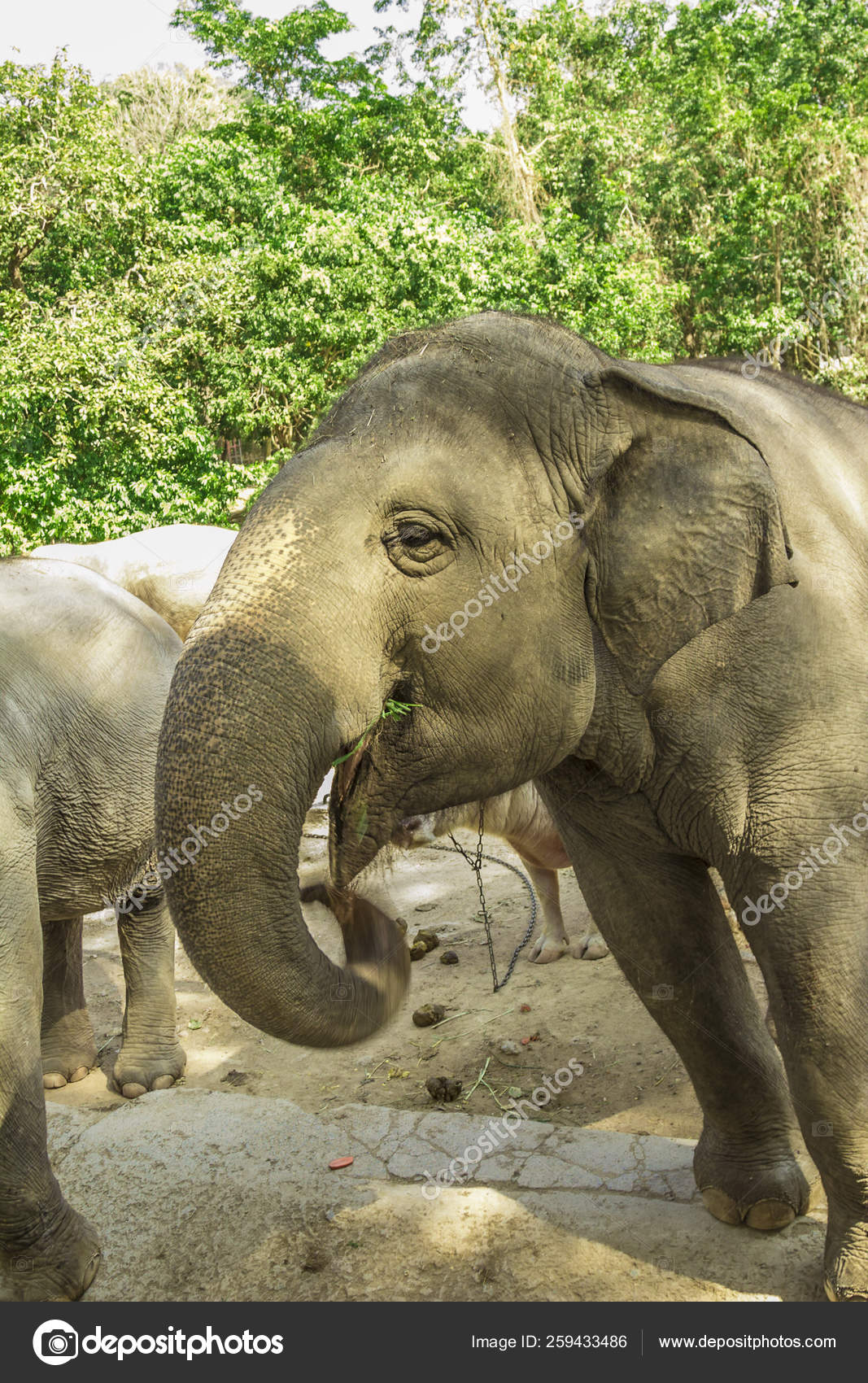 Download 750 Gambar Flora Dan Fauna Thailand Terbaik 