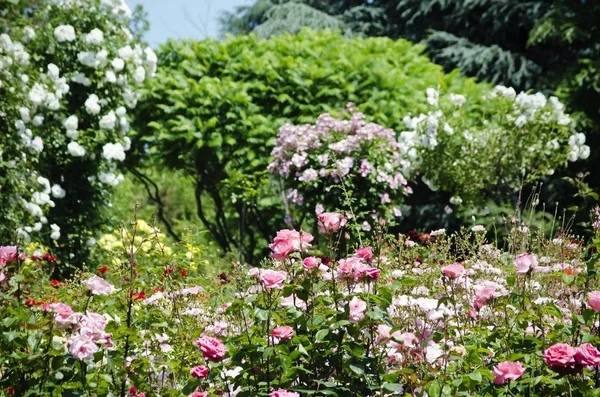Fotografie Růže Květ Zahradnictví Krajinářství — Stock fotografie