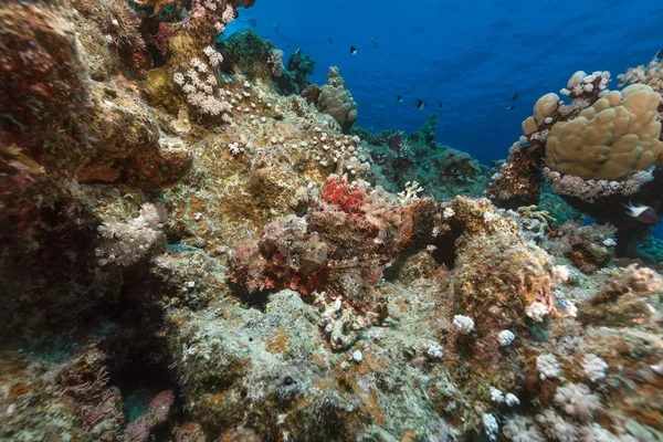 Scorfano Piccola Scala Barriera Corallina Tropicale Nel Mar Rosso — Foto Stock