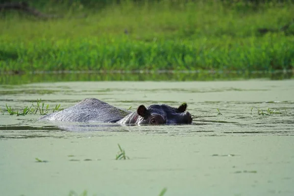 Hippo Semi Nedsänkt Damm — Stockfoto