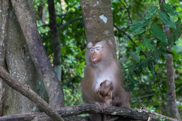 Bir Ağaç Şube Üzerinde Oynayan Maymunlar — Stok fotoğraf