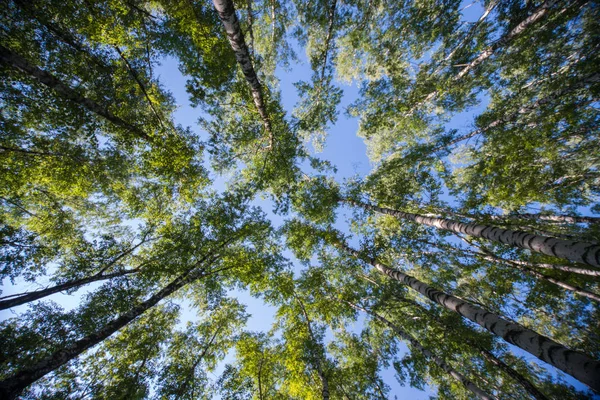 Buscando Bosque Árboles Verdes Ramas Naturaleza Fondo Abstracto — Foto de Stock