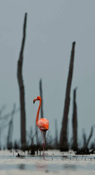 Pink Caribbean Flamingo Phoenicopterus Ruber Ruber Goes Water Blue Twilight — Stock Photo, Image