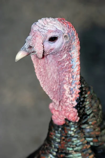 Retrato Pavo Con Detalle Piel Facial Rosa — Foto de Stock