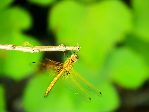 Dragonfly Сидить Гілці Має Сонячну Ванну Середині Сонця — стокове фото