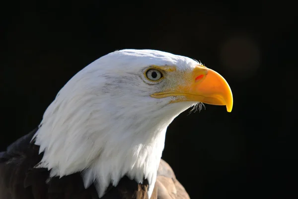 Güneşli Bir Gün Bir Amerikan Bald Eagle Yakın Çekim Portre — Stok fotoğraf
