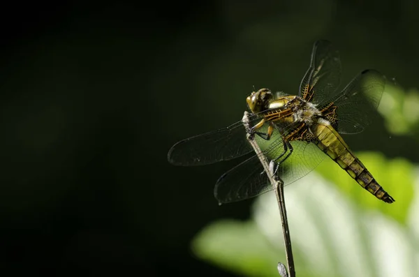 Escaso Cazador Preparándose Para Volar Libellula Fulva —  Fotos de Stock