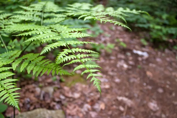 Primer Plano Algunas Hojas Helecho Bosque Completamente Crecidas Medio Del — Foto de Stock