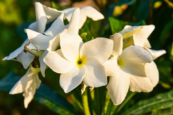 Hermosa Flor Frangipani Cerca — Foto de Stock