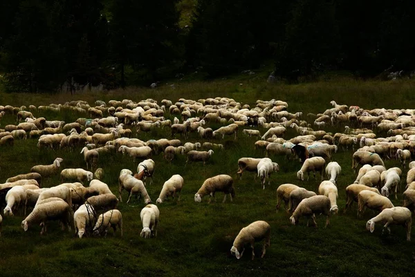 Wypas Owiec Polu — Zdjęcie stockowe