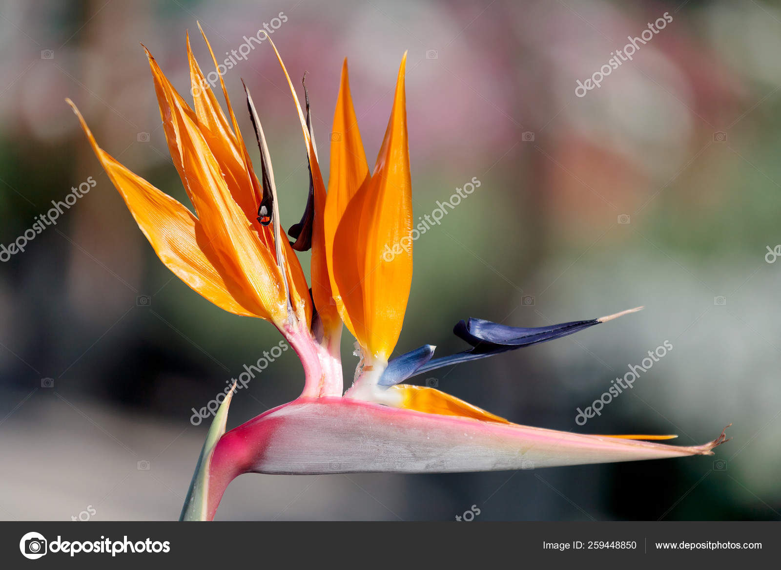 Oiseau Paradis Strelitzia Reginae Image Libre De Droit Par Yayimages C Oiseau Paradis Strelitzia Reginae Image Libre De Droit Par Yayimages C