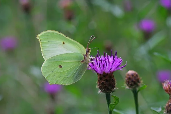 五颜六色的蝴蝶坐在植物上的特写镜头 — 图库照片