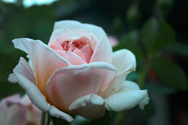 Jardín Flor Decorativa Una Rosa Para Paisajismo Zona Suburbana — Foto de Stock