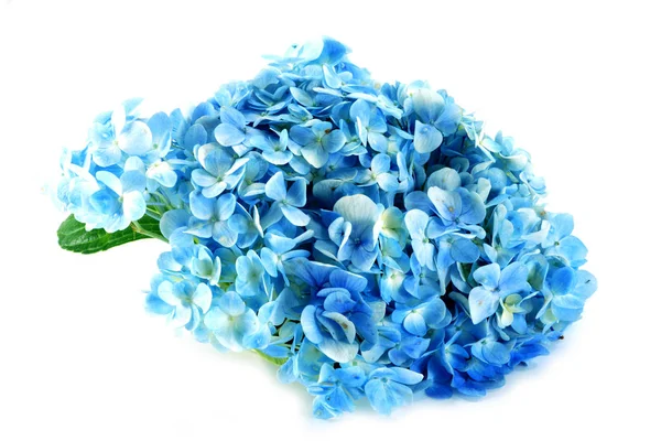 Голубой Цветок Гипноза Изолирован Белом — стоковое фото