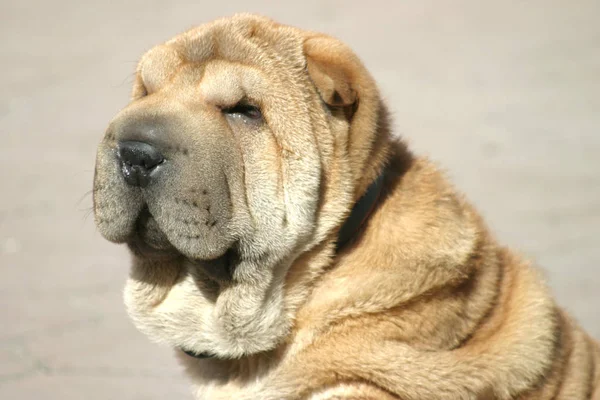 Bocal Bom Shar Pei Marrom — Fotografia de Stock