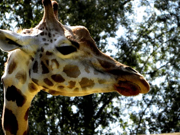 Profile Giraffe Trees Blurred Background — Stock Photo, Image