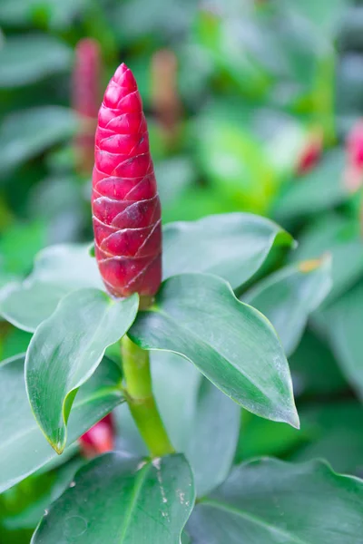 Red Crape Ginger Tropical Plant — Stock Photo, Image